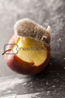 Red apple and mouse