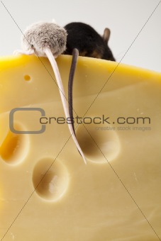 Close up on little mouse and cheese