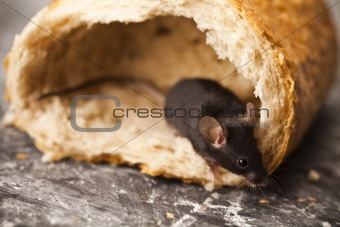 Rat in a bread