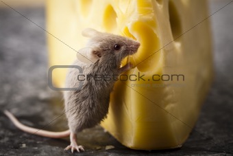 Mouse on the cheese