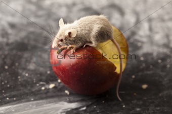 Red apple and mouse