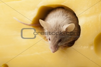 Funny mouse on the cheese