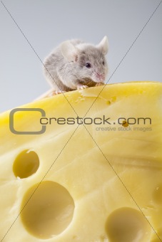 Funny mouse on the cheese