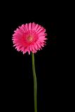 Pink gerbera isolated on back