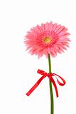 Pink gerbera isolated on white