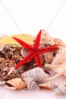 Seastar  and sea shells