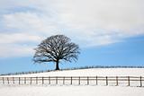 Oak Tree In Winter