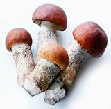 Mushrooms;