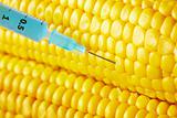 syringe threaded in corn crop
