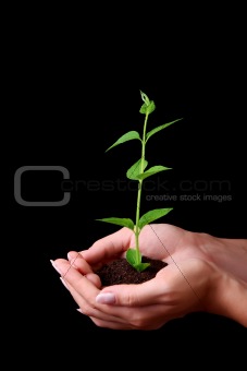  Young plant in hand on black background