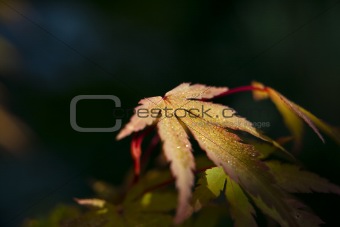leaf in the morning