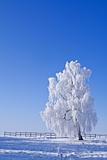 Lonely white frost covered tree against blue sky