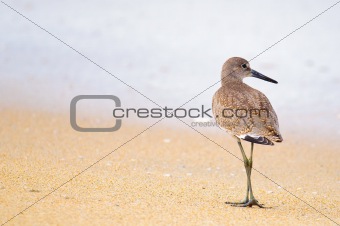 Sandpiper watching the waves on the beach