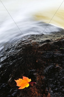 Leaf floating in river