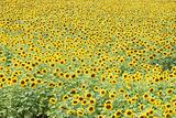 field of sunflower in daylight saving time