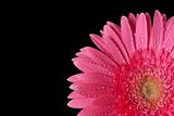 Red gerbera isolated on back