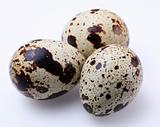 quail egg