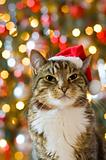 Cat with Santa Claus red hat
