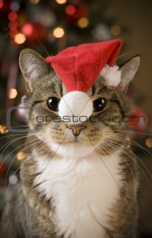 Cat with red hat