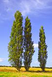poplar trees 2