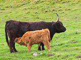 highland cow and calf 2