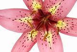 Pink Lily Petals
