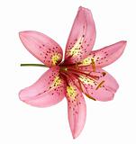 Pink Lily Isolated on White
