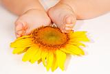 Baby's feet on sunflower