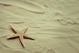 Small starfish on a beach