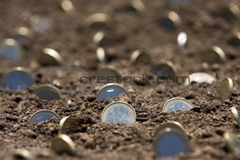 Euro coins growing in the garden