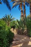 footpath in palm grove 
