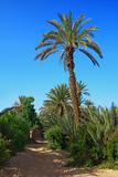 palm grove in Morocco