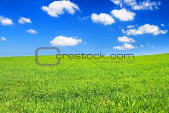 summer meadow