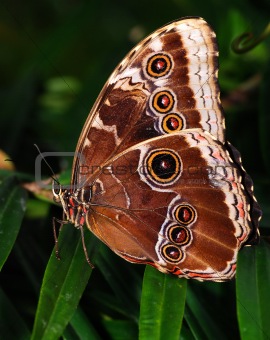 Two butterflies on a branch