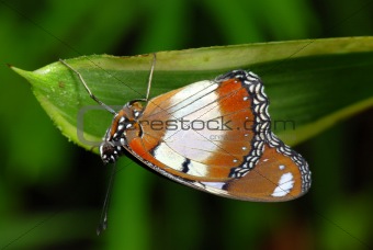 Butterfly on a leaf