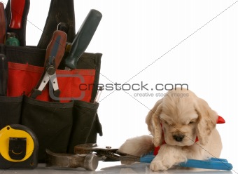 spaniel puppy with tool pouch