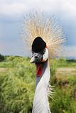 African Grey Crowned Crane (Balearica regulorum)