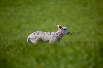 Running Lamb