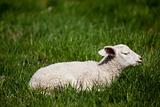 Sleep Lamb