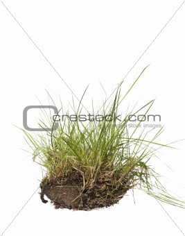 Gras isolated on a white background