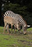 Zebra with foal eating