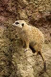 Cute little meerkat looking at you