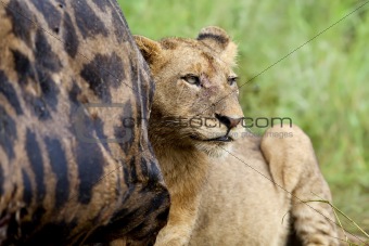 Lioness Feeding