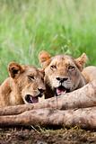 Lions Feeding