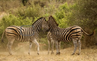 Playfull Zebra's