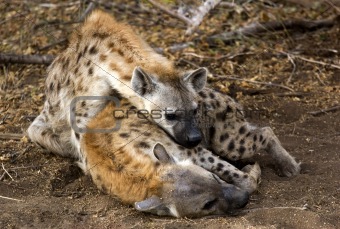 Hyena\'s getting ready for a nap