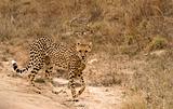 Wandering Cheetah