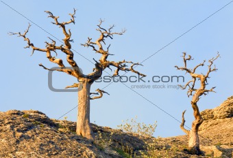 withered juniper tree