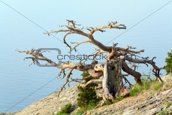 Tree and coast