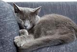 gray cat on a sofa
